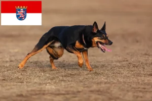 Read more about the article Australian Kelpie opdrættere og hvalpe i Hessen