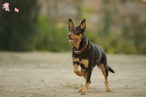 Read more about the article Australian Kelpie opdrætter og hvalpe i Hovedstaden