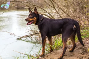 Read more about the article Australian Kelpie opdrættere og hvalpe i Nordjylland