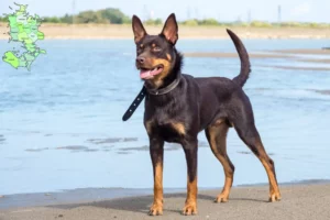 Read more about the article Australian Kelpie opdrættere og hvalpe på Sjælland