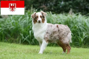 Read more about the article Australian Shepherd opdrættere og hvalpe i Brandenburg