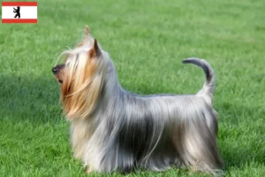 Read more about the article Australian Silky Terrier opdrættere og hvalpe i Berlin