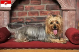 Read more about the article Australian Silky Terrier opdrættere og hvalpe i Brandenburg