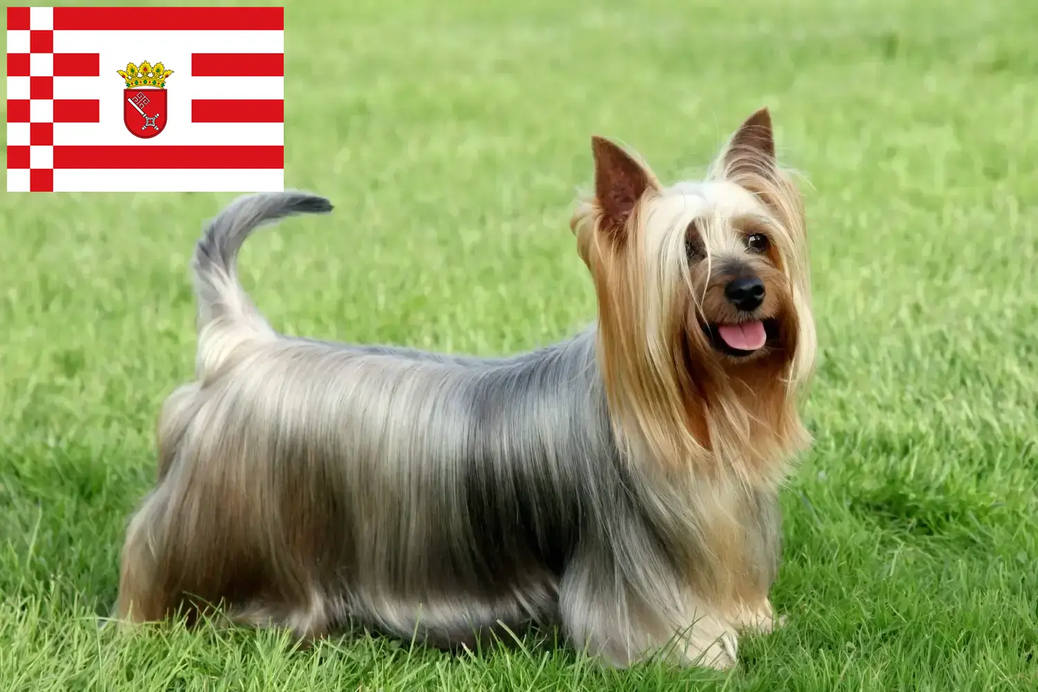 Read more about the article Australian Silky Terrier opdrætter og hvalpe i Bremen