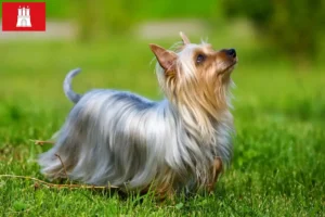 Read more about the article Australian Silky Terrier opdrættere og hvalpe i Hamborg