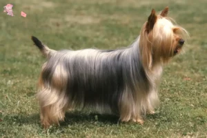 Read more about the article Australian Silky Terrier opdrætter og hvalpe i Hovedstaden