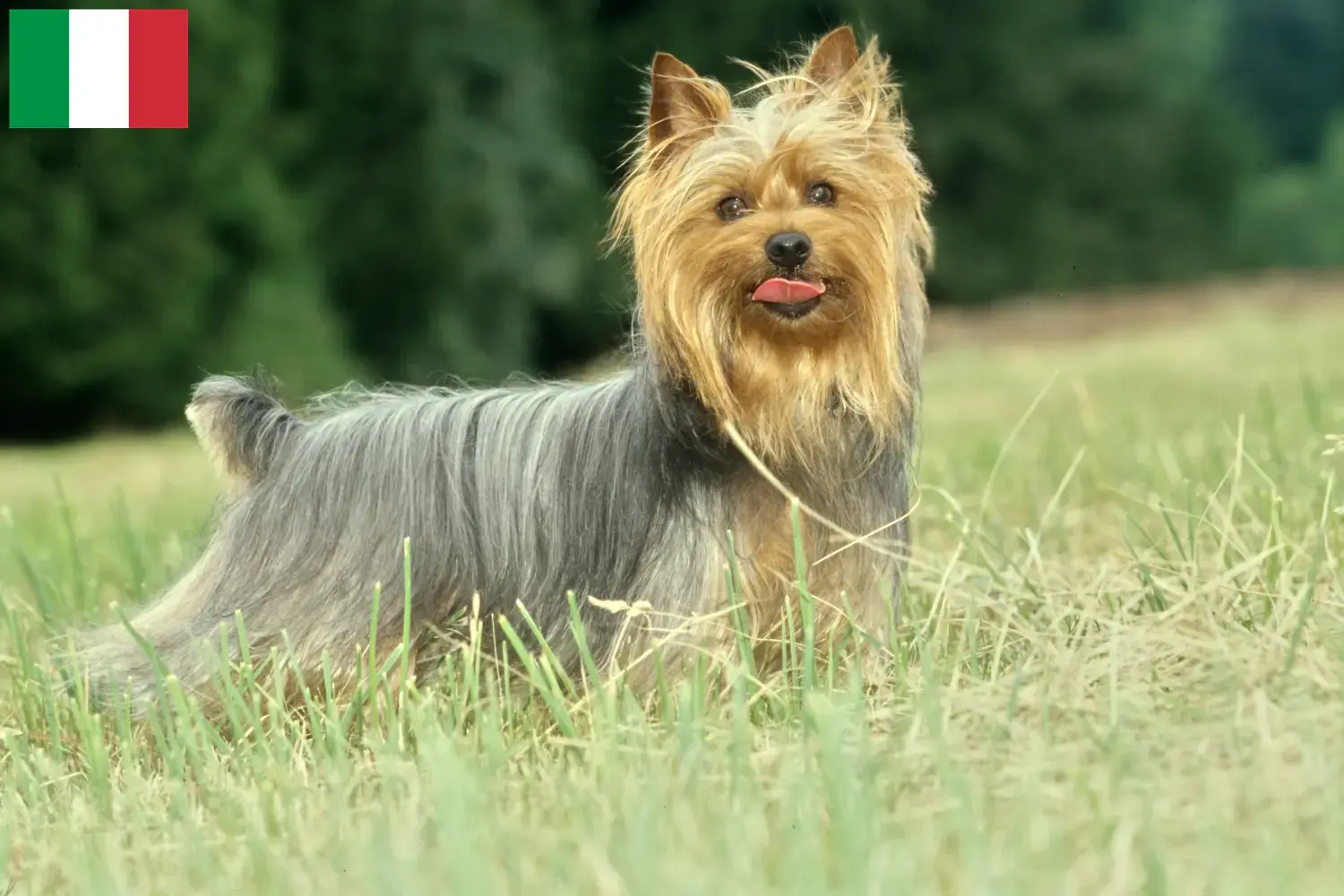 Read more about the article Australian Silky Terrier opdrættere og hvalpe i Italien