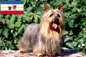 Read more about the article Australian Silky Terrier opdrættere og hvalpe i Mecklenburg-Vorpommern