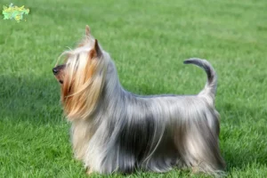 Read more about the article Australian Silky Terrier opdrættere og hvalpe i Midtjylland