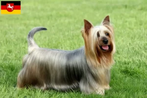 Read more about the article Australian Silky Terrier opdrættere og hvalpe i Niedersachsen