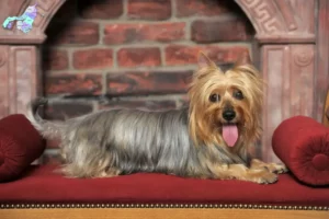 Read more about the article Australian Silky Terrier opdrættere og hvalpe i Nordjylland