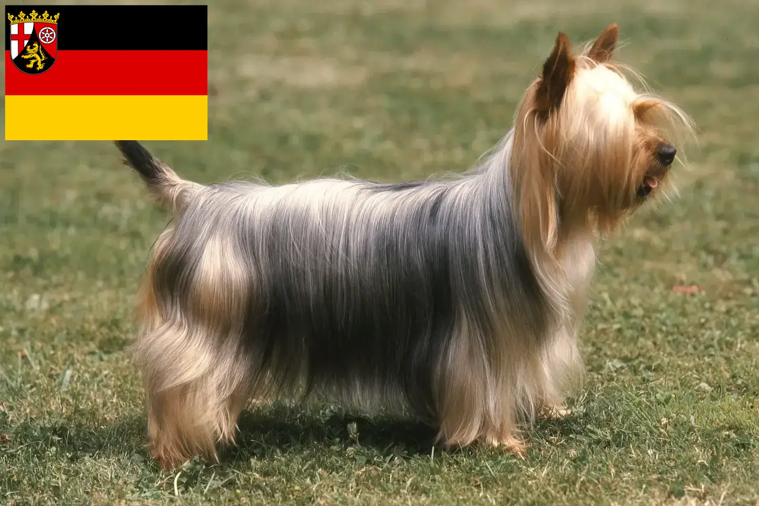 Read more about the article Australian Silky Terrier opdrættere og hvalpe i Rheinland-Pfalz