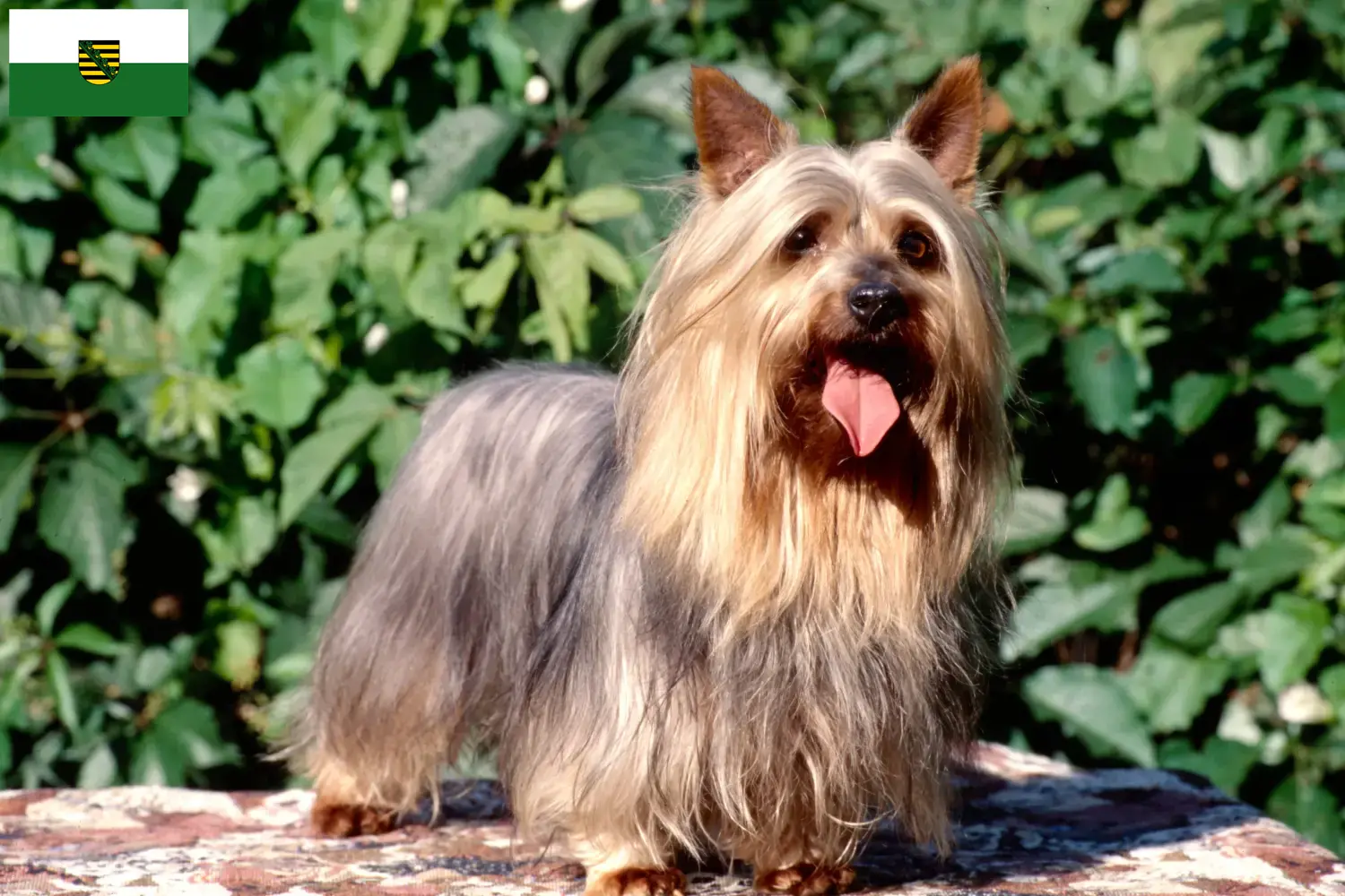 Read more about the article Australian Silky Terrier opdrættere og hvalpe i Sachsen