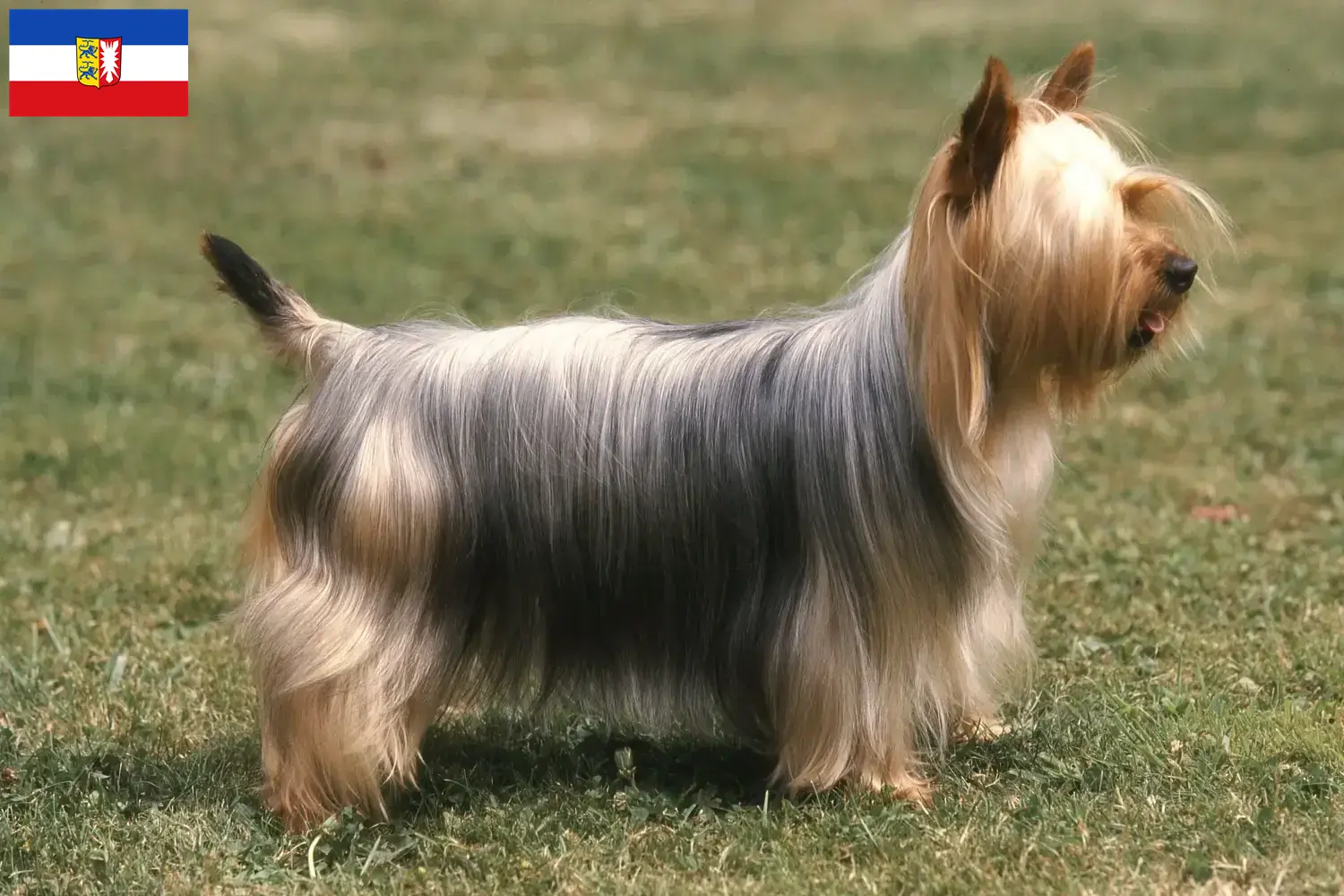 Read more about the article Australian Silky Terrier opdrættere og hvalpe i Schleswig-Holstein