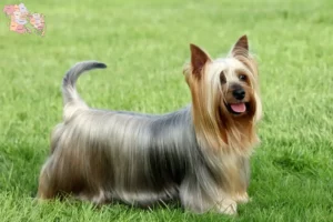 Read more about the article Australian Silky Terrier opdrættere og hvalpe i Syddanmark