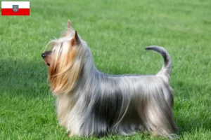 Read more about the article Australian Silky Terrier opdrættere og hvalpe i Thüringen