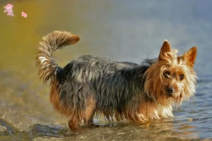 Read more about the article Australian Terrier opdrættere og hvalpe i Hovedstaden