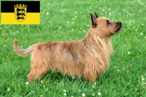 Read more about the article Australian Terrier opdrættere og hvalpe i Baden-Württemberg