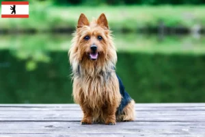 Read more about the article Australian Terrier opdrættere og hvalpe i Berlin