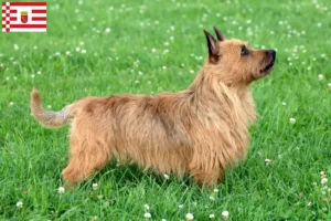 Read more about the article Australian Terrier opdrættere og hvalpe i Bremen