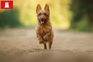 Read more about the article Australian Terrier opdrættere og hvalpe i Hamborg