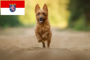 Read more about the article Australian Terrier opdrættere og hvalpe i Hessen