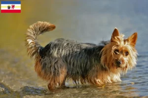 Read more about the article Australian Terrier opdrættere og hvalpe i Mecklenburg-Vorpommern