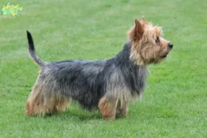 Read more about the article Australian Terrier opdrættere og hvalpe i Midtjylland