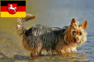 Read more about the article Australian Terrier opdrættere og hvalpe i Niedersachsen