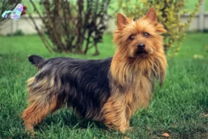 Read more about the article Australian Terrier opdrættere og hvalpe i Nordjylland