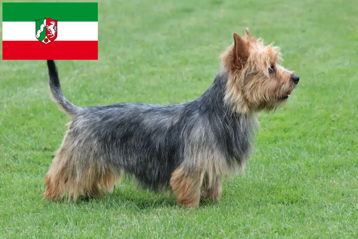 Read more about the article Australian Terrier opdrættere og hvalpe i Nordrhein-Westfalen