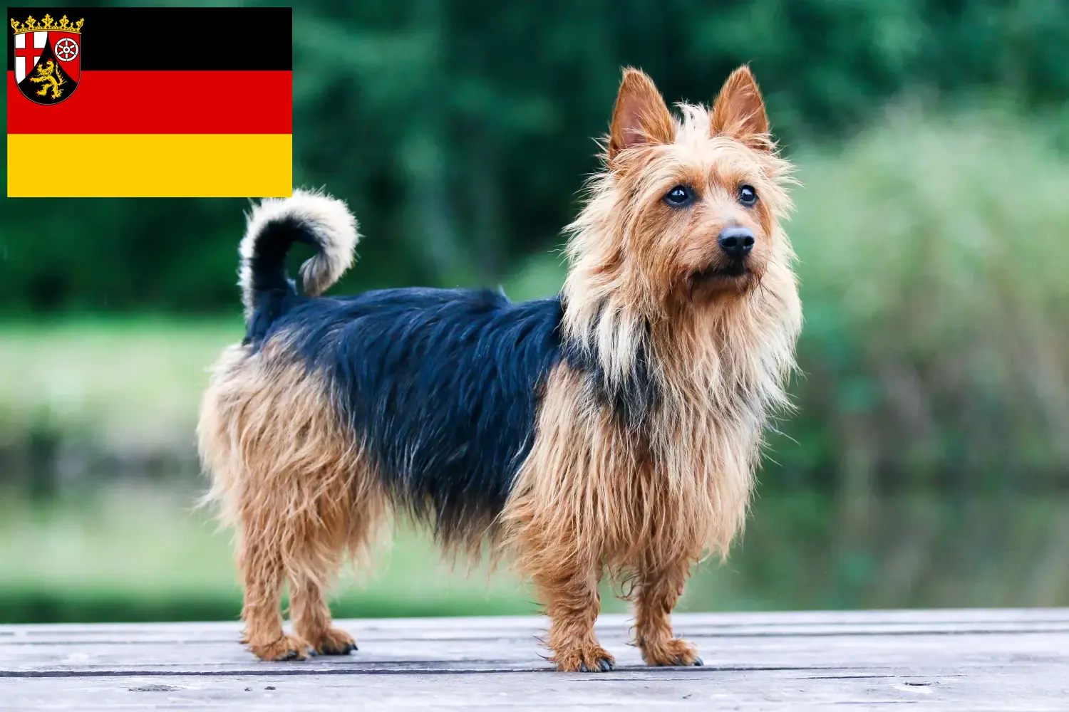 Read more about the article Australian Terrier opdrættere og hvalpe i Rheinland-Pfalz