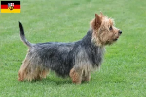 Read more about the article Australian Terrier opdrættere og hvalpe i Saarland