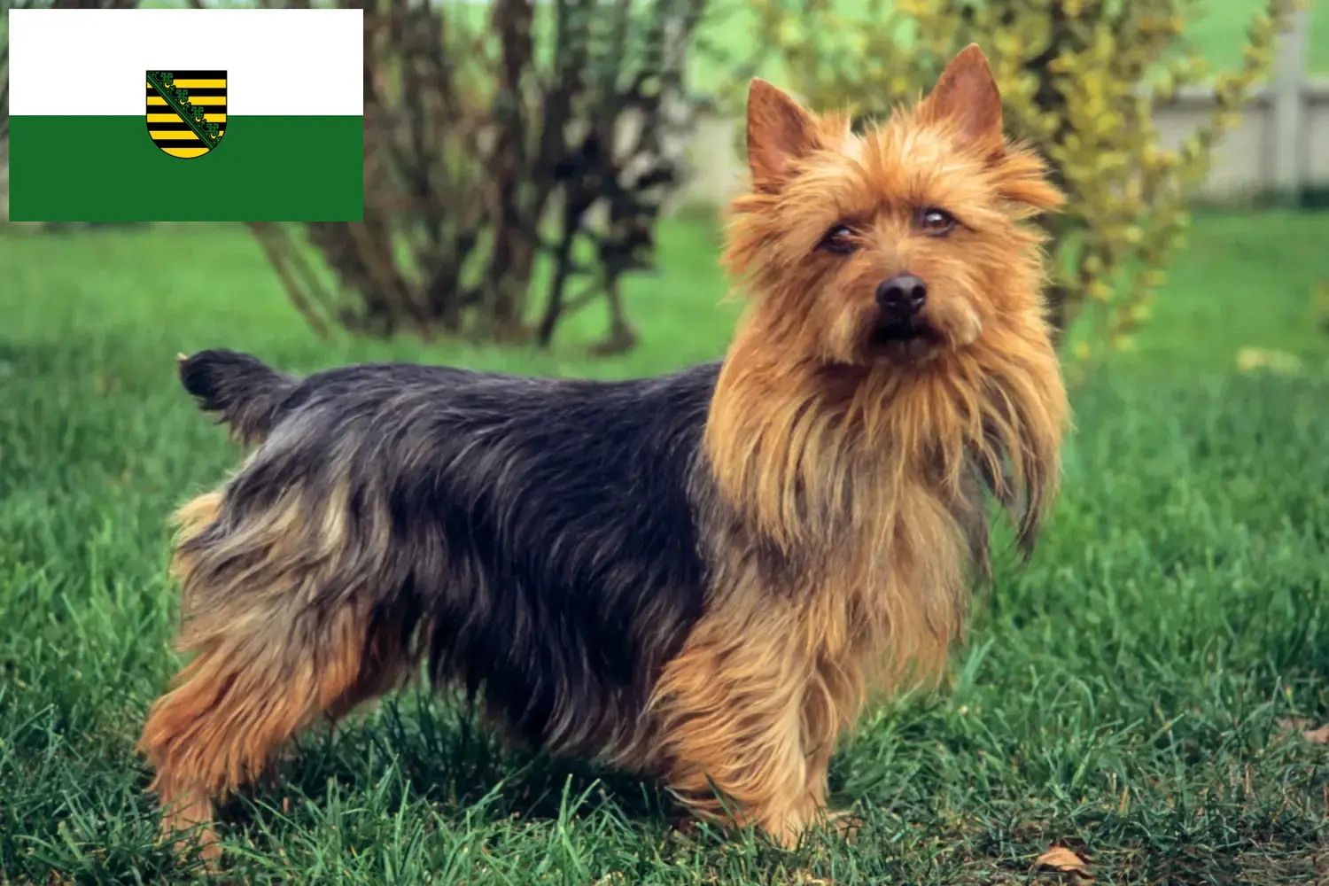 Read more about the article Australian Terrier opdrættere og hvalpe i Sachsen