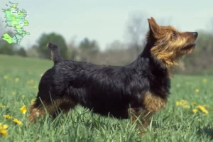 Read more about the article Australian Terrier opdrættere og hvalpe på Sjælland