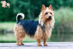 Read more about the article Australian Terrier opdrættere og hvalpe i Syddanmark