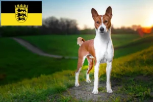 Read more about the article Basenji opdrættere og hvalpe i Baden-Württemberg