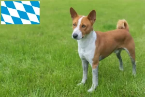 Read more about the article Basenji opdrættere og hvalpe i Bayern