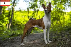 Read more about the article Basenji opdrættere og hvalpe i Berlin