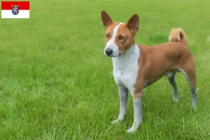 Read more about the article Basenji opdrættere og hvalpe i Hessen