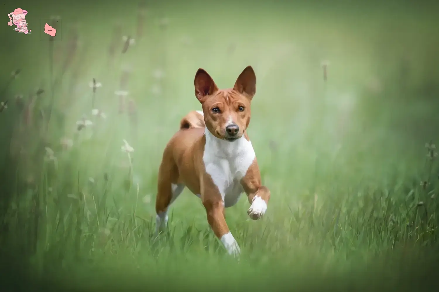 Read more about the article Basenji opdrættere og hvalpe i Hovedstaden