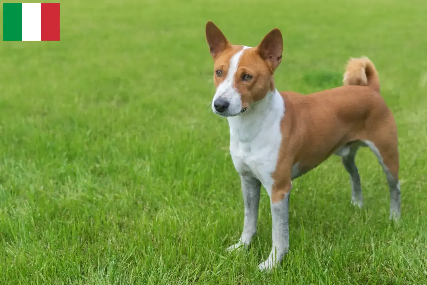 Read more about the article Basenji opdrættere og hvalpe i Italien