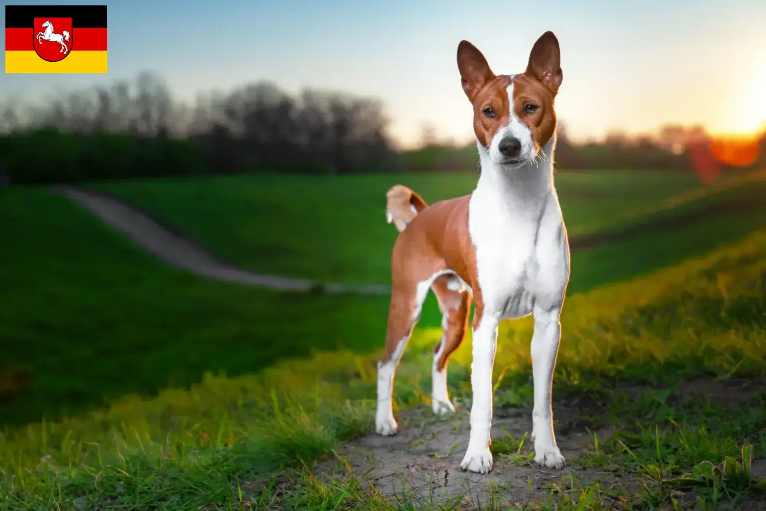 Read more about the article Basenji opdrættere og hvalpe i Niedersachsen