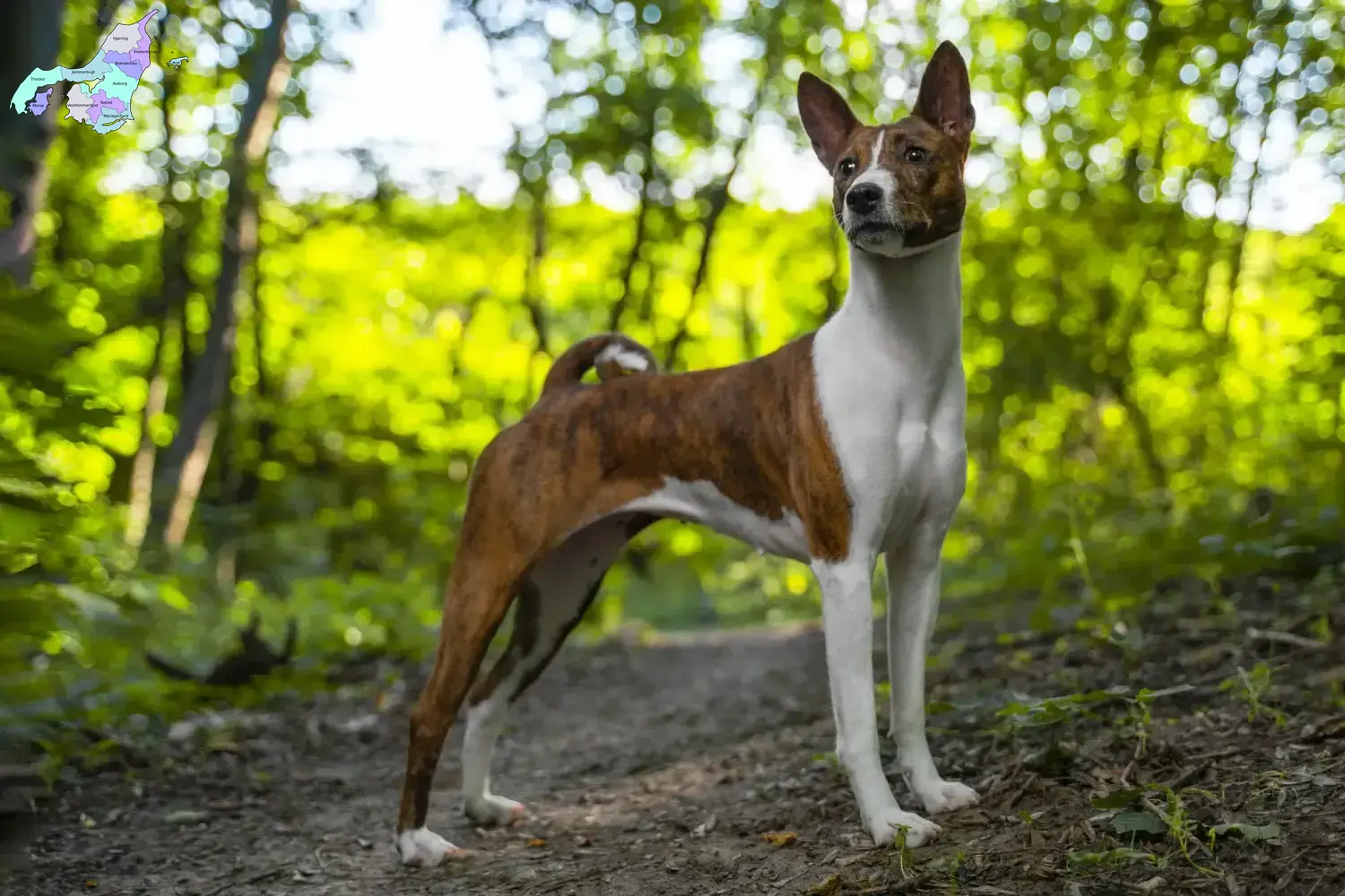 Read more about the article Basenji opdrættere og hvalpe i Nordjylland