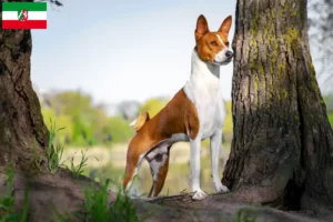 Read more about the article Basenji opdrættere og hvalpe i Nordrhein-Westfalen