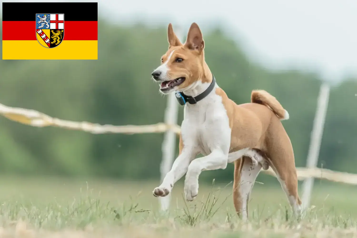 Read more about the article Basenji opdrættere og hvalpe i Saarland