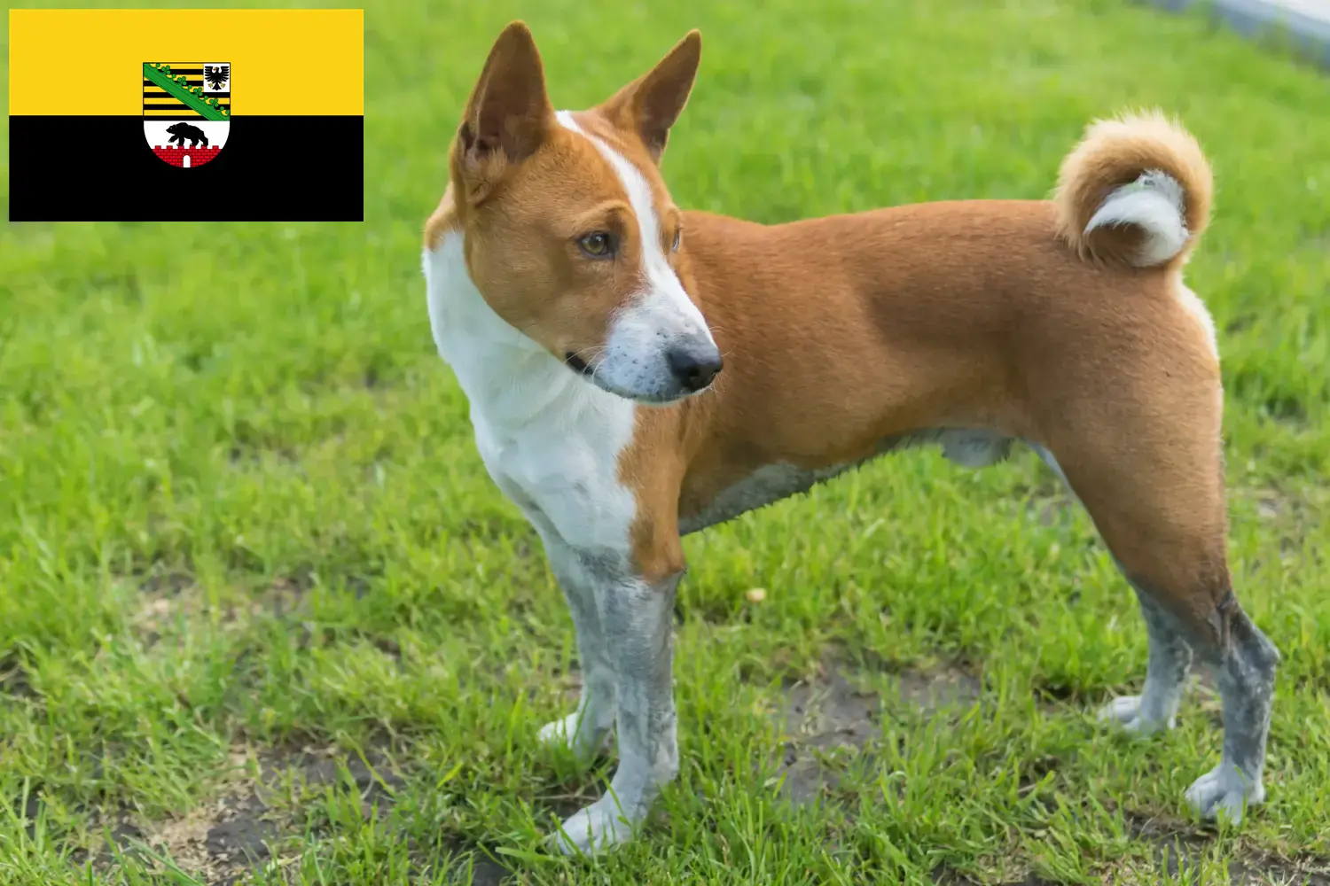 Read more about the article Basenji opdrættere og hvalpe i Sachsen-Anhalt