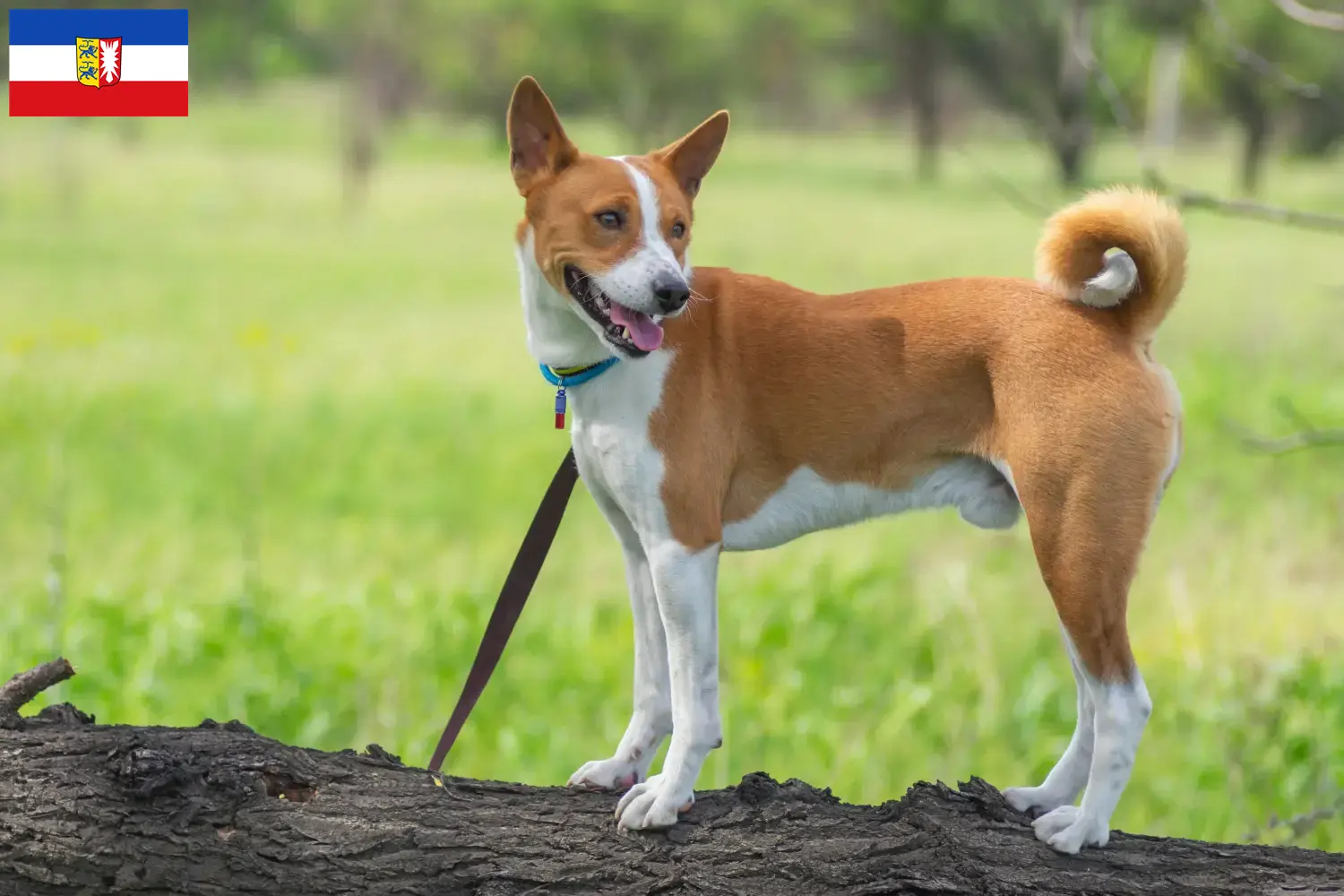 Read more about the article Basenji opdrættere og hvalpe i Slesvig-Holsten