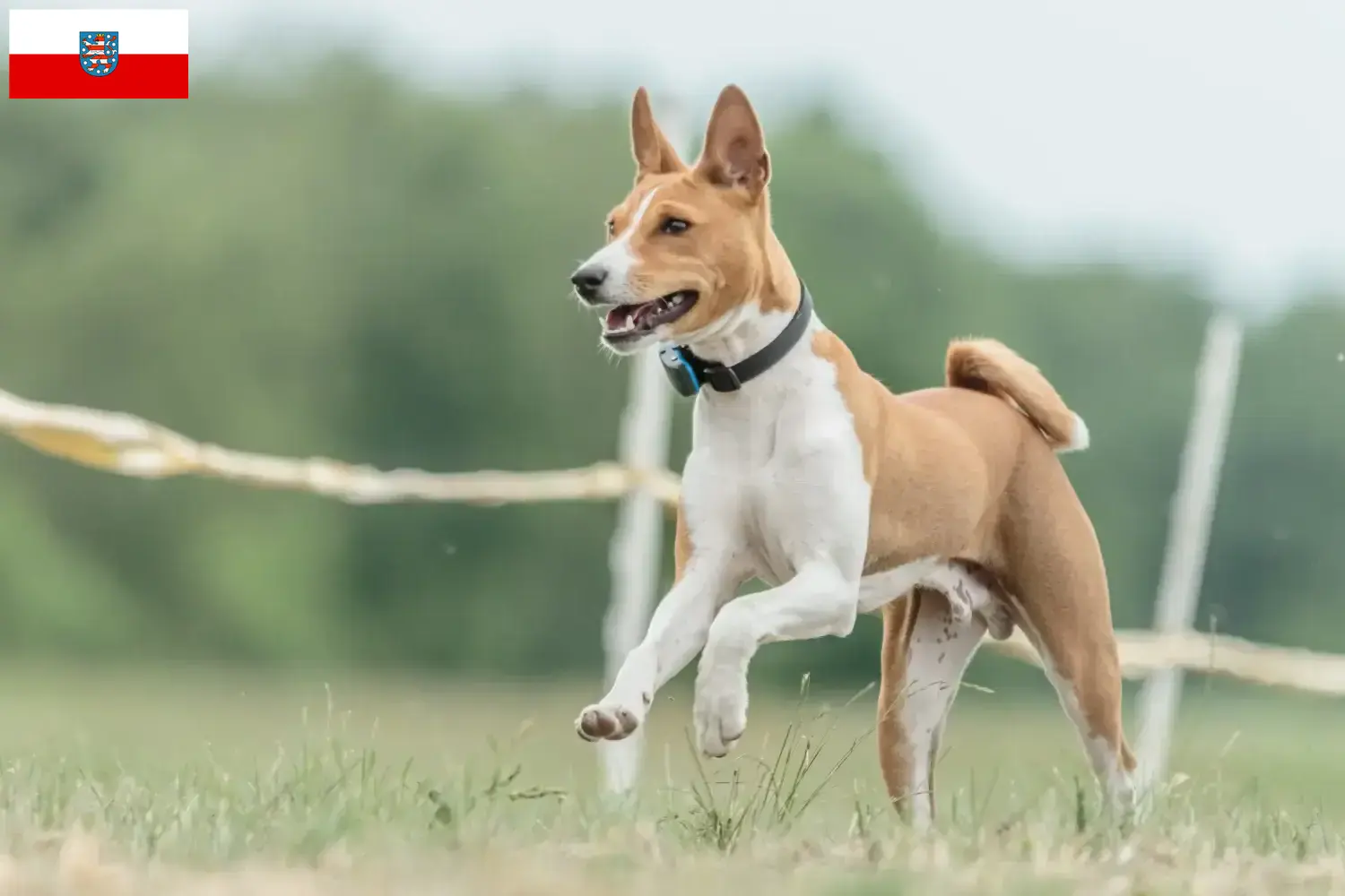 Read more about the article Basenji opdrættere og hvalpe i Thüringen