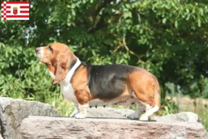 Read more about the article Basset Hound opdrættere og hvalpe i Bremen